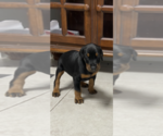 Small Photo #1 Doberman Pinscher Puppy For Sale in CLARKSVILLE, MD, USA