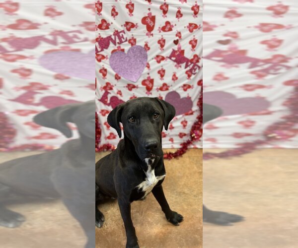 Medium Photo #13 Bloodhound-German Shepherd Dog Mix Puppy For Sale in Bolivar, MO, USA