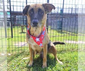 German Shepherd Dog-Unknown Mix Dogs for adoption in San Antonio, TX, USA