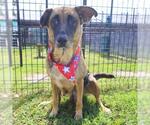 Small German Shepherd Dog Mix