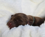 Small Photo #1 Labrador Retriever Puppy For Sale in HYDE PARK, VT, USA