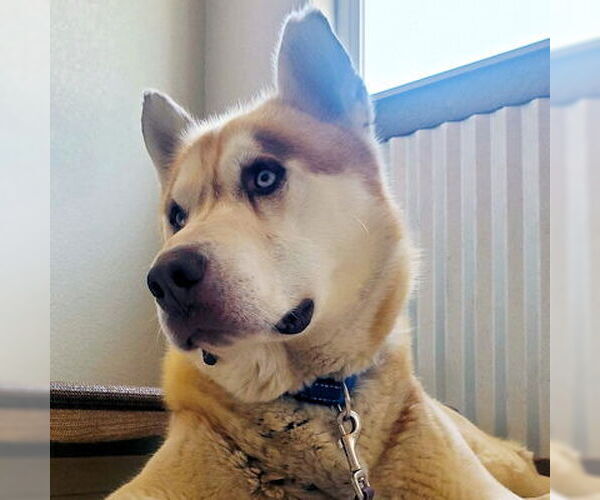 Medium Photo #3 Siberian Husky Puppy For Sale in Omaha, NE, USA