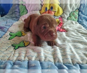Cocker-Pei Puppy for sale in WINCHESTER, IL, USA