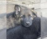 Small Photo #9 German Shepherd Dog Puppy For Sale in RUFFIN, SC, USA