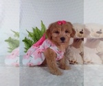Small #4 Bichpoo