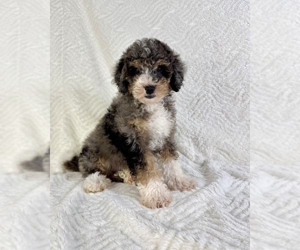 Medium Photo #4 Miniature Bernedoodle Puppy For Sale in GREENFIELD, IN, USA