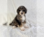 Small #3 Miniature Bernedoodle