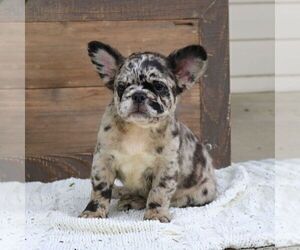 French Bulldog Puppy for sale in NEW HOLLAND, PA, USA