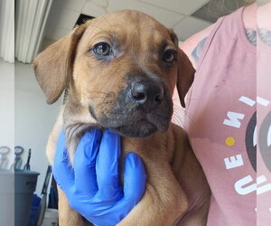 Penelope - Female Mutt Dog for Adoption - Photo #2