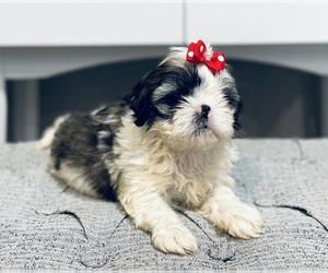 Shih Tzu Puppy for sale in SEGUIN, TX, USA