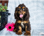 Puppy Karmel Cocker Spaniel