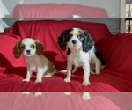 Small #6 Cavalier King Charles Spaniel