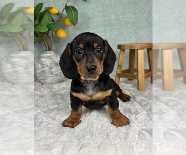 Medium Photo #3 Dachshund Puppy For Sale in FRANKLIN, IN, USA