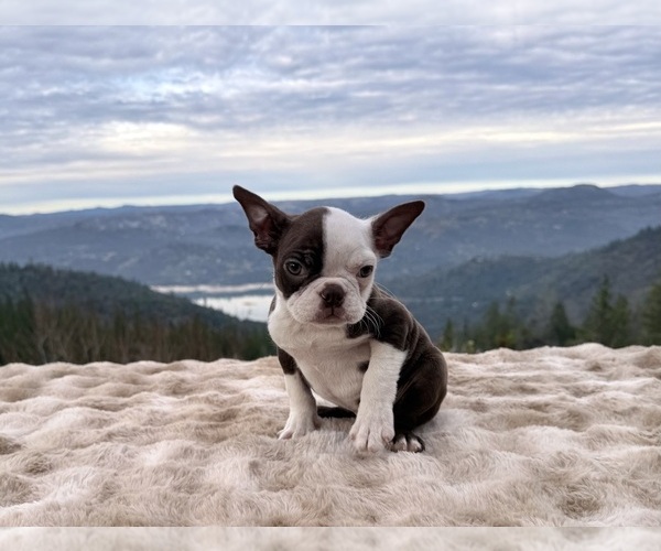 Medium Photo #1 Boston Terrier Puppy For Sale in OROVILLE, CA, USA