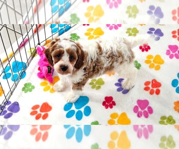 Medium Photo #4 Cavapoo (Miniature)-Poodle (Toy) Mix Puppy For Sale in ORO VALLEY, AZ, USA