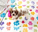 Small #3 Cavapoo (Miniature)-Poodle (Toy) Mix