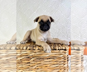 Pug Puppy for sale in GREENFIELD, IN, USA