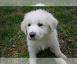 Great Pyrenees Puppy for Sale in BROOKSTON, Minnesota USA