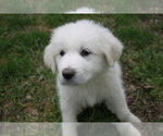 Small Photo #1 Great Pyrenees Puppy For Sale in BROOKSTON, MN, USA