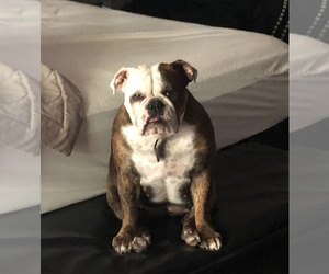 Mother of the Bulldog puppies born on 05/07/2019