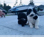 Small Photo #24 Portuguese Water Dog Puppy For Sale in REXBURG, ID, USA