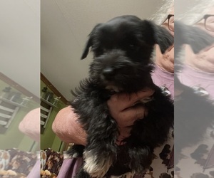 Schnauzer (Miniature) Puppy for sale in WESTMINSTER, SC, USA