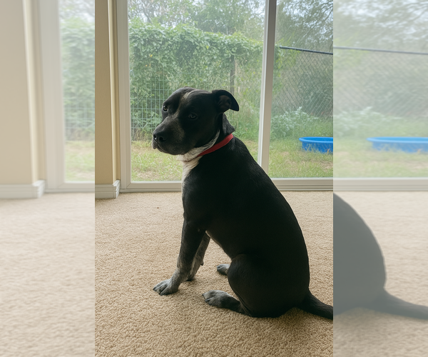 Medium Photo #1 Mutt Puppy For Sale in FRAMINGHAM, MA, USA