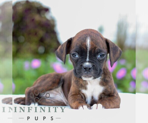 Medium Photo #3 Boxer Puppy For Sale in GORDONVILLE, PA, USA