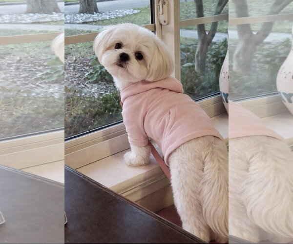 Medium Photo #1 Shih Tzu Puppy For Sale in Denton, TX, USA