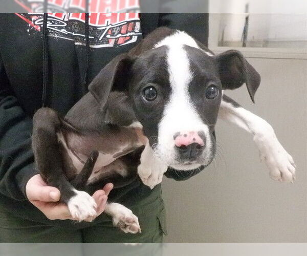 Medium Photo #1 Border Collie-Unknown Mix Puppy For Sale in Oroville, CA, USA