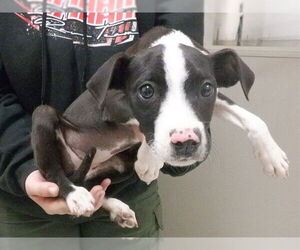 Border Collie-Unknown Mix Dogs for adoption in Oroville, CA, USA