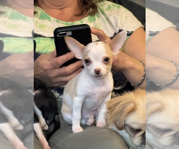 Medium Photo #1 Chihuahua Puppy For Sale in SHERMAN, TX, USA