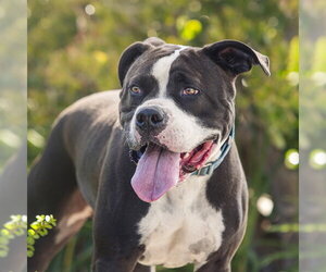 Mutt Dogs for adoption in Camarillo, CA, USA