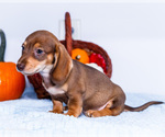 Small Photo #14 Dachshund Puppy For Sale in WAKARUSA, IN, USA
