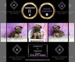Small Photo #124 Yorkipoo Puppy For Sale in WARSAW, IN, USA