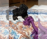 Small Photo #15 Aussiedoodle Puppy For Sale in ASHEVILLE, NC, USA