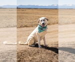 Small Photo #1  Puppy For Sale in , 