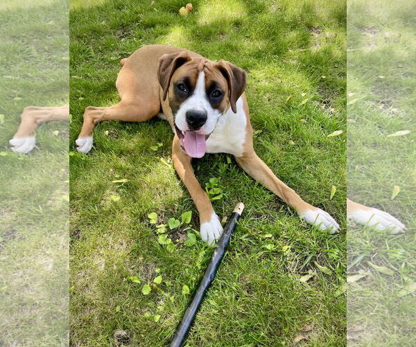 Medium Photo #9 Boxer Puppy For Sale in Dumont, NJ, USA