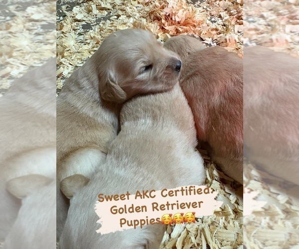 Medium Photo #1 Golden Retriever Puppy For Sale in KANSAS CITY, MO, USA