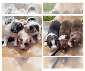 Australian Shepherd Puppy for sale in WHITE CLOUD, MI, USA