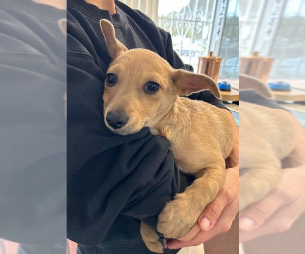 Medium Photo #7 Chihuahua-Unknown Mix Puppy For Sale in San Diego, CA, USA
