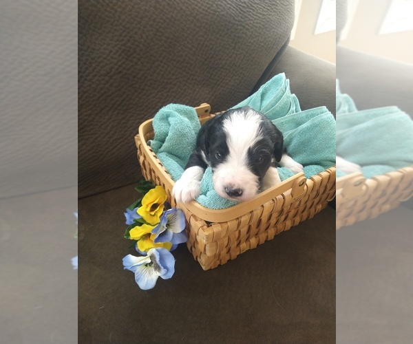 Medium Photo #3 Bernedoodle Puppy For Sale in CALHAN, CO, USA