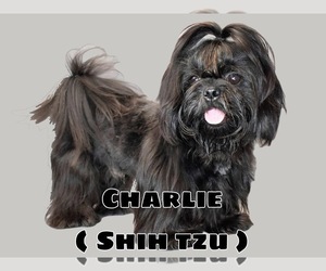Father of the Shih Tzu puppies born on 01/07/2023