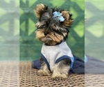 Small Photo #7 Yorkshire Terrier Puppy For Sale in CORAL SPRINGS, FL, USA