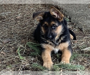 German Shepherd Dog Puppy for sale in BATTLE GROUND, WA, USA
