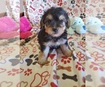 Small #7 Morkie-Yorkshire Terrier Mix