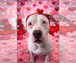 American Bulldog-Unknown Mix Dogs for adoption in Sistersville, WV, USA