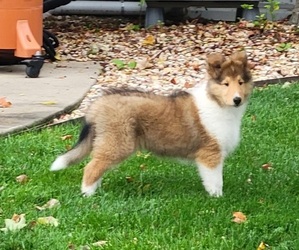 Collie Puppy for sale in SEYMOUR, IN, USA