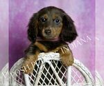 Small #4 Dachshund