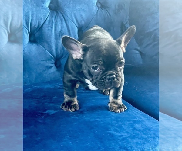 Medium Photo #28 French Bulldog Puppy For Sale in BATON ROUGE, LA, USA